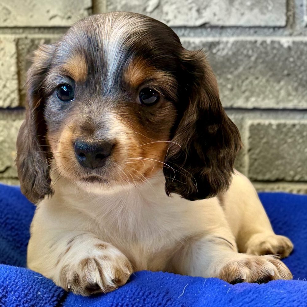 Chiot teckel à poil long silver dapple piebald