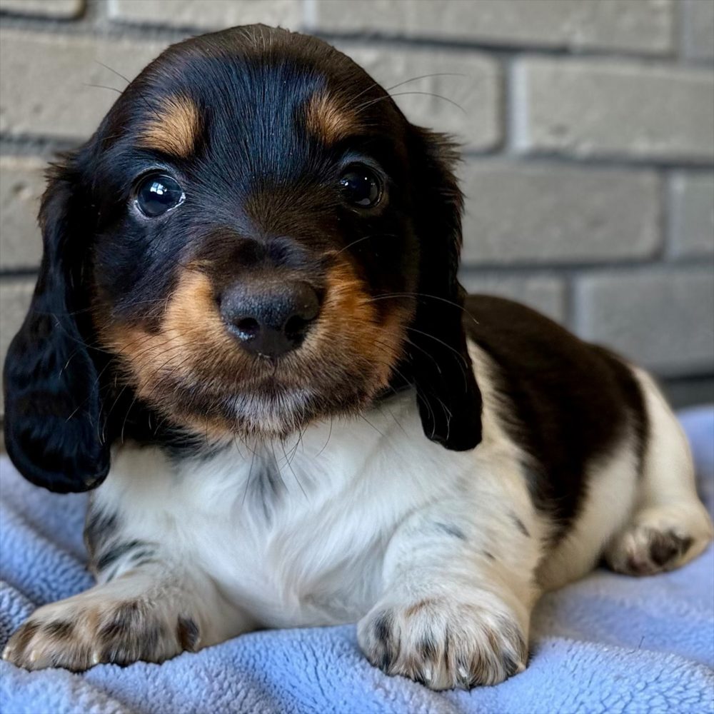 Chiot teckel à poil long piebald noir et blanc