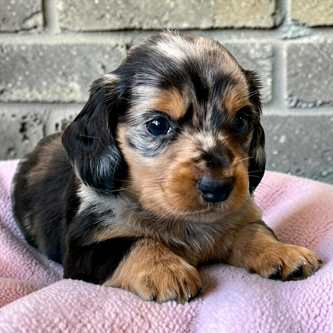 Chiot teckel à poil long dapple argenté
