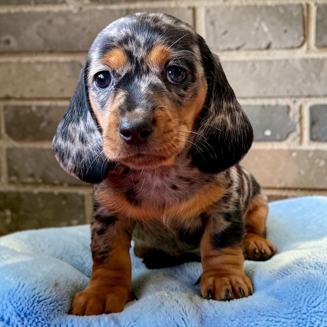 Chiot teckel à poil ras dapple argenté